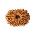 16 mukhi rudraksha